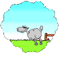 sheep - sheep jumping