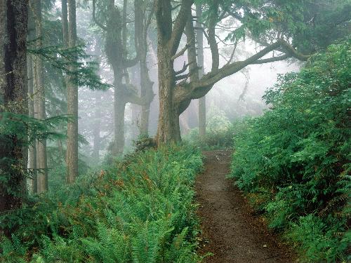 Nature Scenes - 13 - The Most beautiful Look of Cape Lookout State Park, Oregon. I hope every one enjoy this great quality Picture.  I must be apprecaite very much, if any one tell some thing about the Cape Lookout State Park.  T. Nagaraju