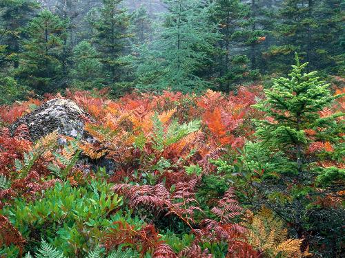 Nature Scenes - 15 - One of the Most beautiful Scene of Acadia National Park, Maine. I hope all of you enjoy with this great quality picture.  I must ba appreciate very much, if any one tell some thing about Acadia National Park.  T. Nagaraju