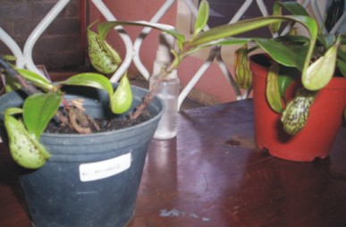 Carnivora Plant - These are my nephentes, carnivora plants