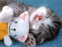 Sleep tight - I love kittens. ^_____^ (Found online, again)