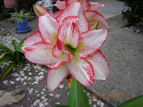 Lily - Pink and white lilies.