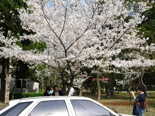 oriental cherry in my university -  Spring days,so beautiful!
