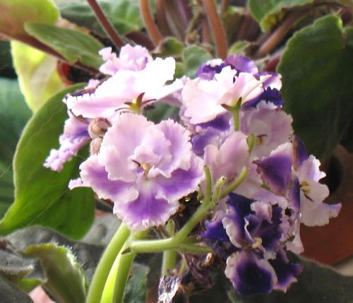 African Violet - One of my 'standard' violets in bloom.