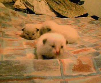 kittens - tink's kittens