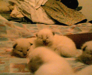 tinkerbells kittens - born 8-14-06 soooooo cute!