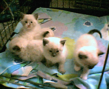 kittens - tinks kitties
