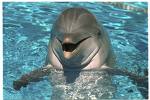 Are you the smartest animal in the ocean? - super smart, super cool dolphin