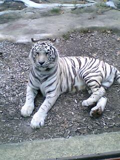 white bengal tiger - was taken last year '06, in some hard to remember name *potawatomi?* zoo, that we went just find it perfectly taken & seems like the tiger wanted to have an amazing picture of himself  what do you think guys?