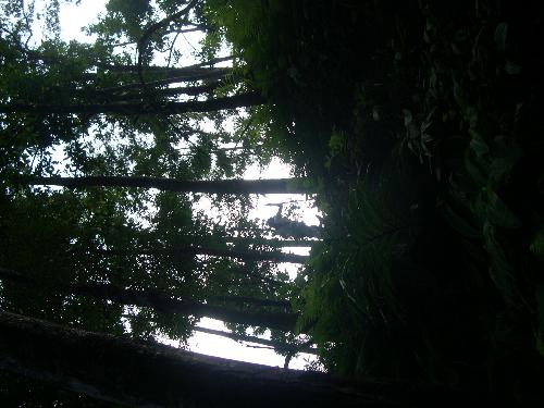 My love exploring the jungle - It is one of those pictures you send to the national geographic - don't you think? The sun was in the right angle and... well, it is perfect.