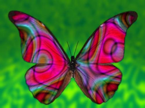 butterfly - they are sooo beautiful1!!! i just love them!!!
