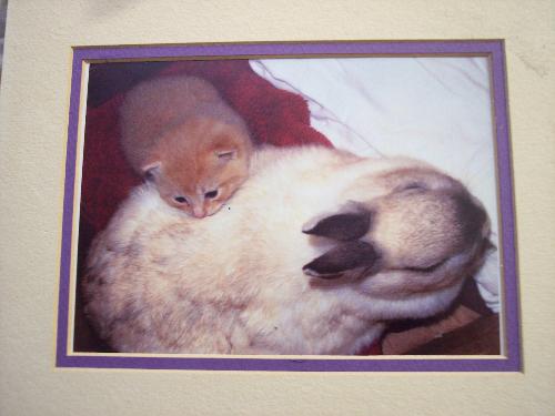 Dozer and Twister - Rabbit Mama and kitty baby