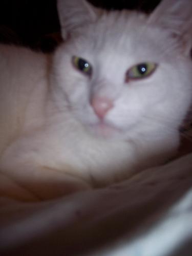 Athena - athena was a ferel cat
