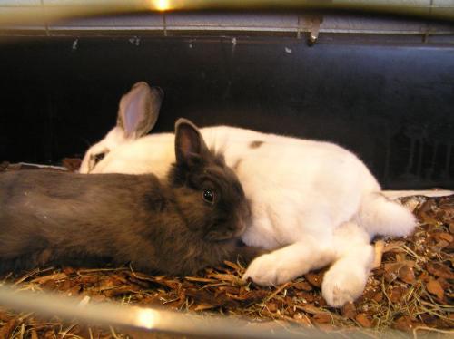 My 2 rabbits - Here they are a few months ago. Shnuggles is the white one, and Marilyn is the grey one. :-)