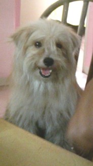 kiro - This is our dog Kiro. He is 4 years old. He loves to sit and sleep on that rattan chair.
