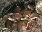 Rabbits - Rabbits,they are the cutest pets ever...