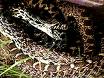 snakes - Are you afraid of snakes? snakes - Are you afraid of snakes?