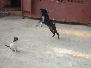 friends or enimy - pulling legs.............. the dog in this picture try to catch the cat even it tied. see the cat it sitting just beyond reach of dog and teasing the dog,,,as it know dog can not reach,,,,