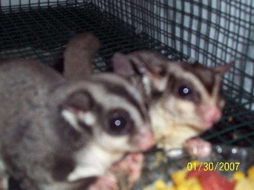 My Suggies - This is a pic of my suggies the day their first joey (with me, anyway) came oop. The Daddy is T-Rex, we call him Rexy. When we got him, his head was almost bald. Poor little guy! He has also lost part of his front paw because he got tangled up in the pouch the previous owners had him in. He has hind leg paralasis, also. But he is so cute and so fun! He loves his baby girl, Beauty. He is a great Daddy! As for the Mamma, her name is Sugar. (What can we say, Mom & Pop were already named when we got them!) Anyway, she is extremely active and fun, too!
