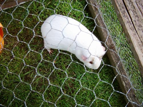 Moppa The Guinea Pig - This guinea pig was a rescue from a shelter, she used to go out in her run in the garden each day.