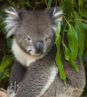 Koala Bear - hehe koala bear from Aussie
