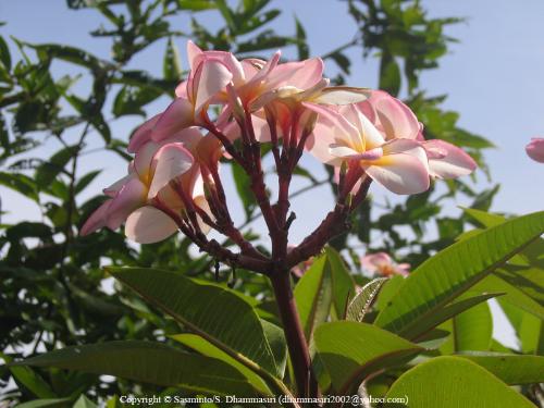 Beautiful flower - See this beautiful flower