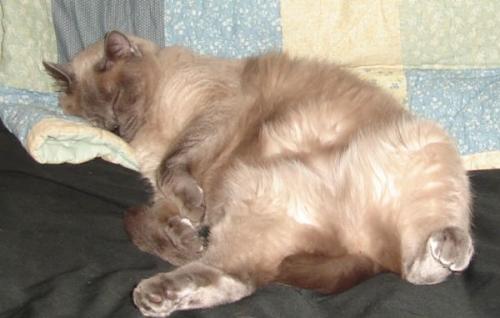 My Zöe Sleeping - This is Zöe. She's my siamese-mix cat. I adopted her from our local shelter when she was just 7 weeks old. She's my baby & I love her so much! She loves to sleep, as you can see and she gets comfortable wherever she is! Here she is sleeping on the futon in my office While I'm here playing on MyLot. Isn't she cute!