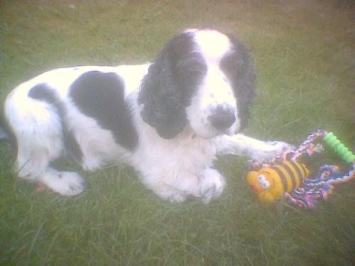 Merlin, the cocker spaniel - My sweet cocker spaniel