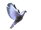 dove - bird