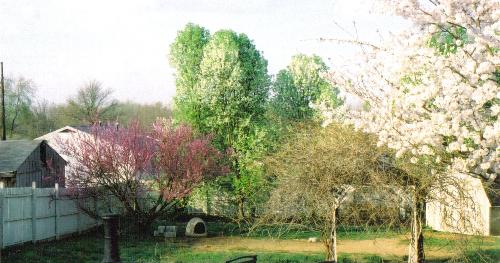 The view out of my kitchen window - The view out of my kitchen window of my backyard.