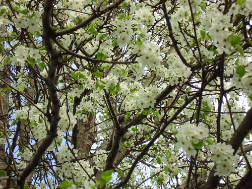 Pretty Tree Blossoms - This is a picture of the blooms on the tree in my front yard. I just thought it was absolutely gorgeous.