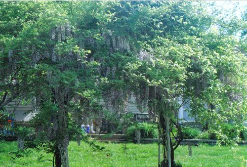 my wisteria last year - here is my wisteria last year when it was in bloom. again the wrong time of day to take pictures but the tree/vine is still beautiful
