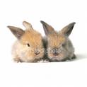 thease are twin bunnies,so cute - aren't they cute