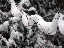 Snow on tree - Snow on the tree