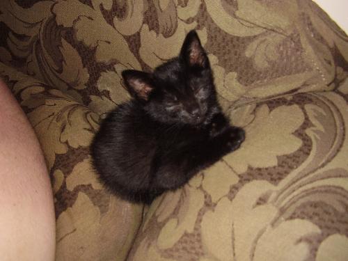 One of our New Kittens - This is one of our new kittens. Can't tell you its name because they both look alike and I cannot tell them apart!!!