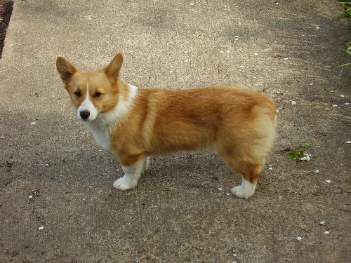 Baby Dog March 2007 - This is Baby our Welsh Corgi puppy. She is a sweetie who loves to play fetch and give kisses!