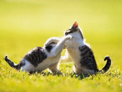 Kittens! - Kitty all play fighting in the back yard! I hope they don't play fight to roughly as I don't want either one of them to get hurt. How adorable are these two having fun play fighting in the back yard! To cute! . .