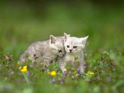 Kittens! - Two adorable kittys all side by side, some-what snuggling surrounded by a bunch of beautiful flowers! How two do these look in the setting they are in. Who could resist those two cute faces?! I'd love to take one of these kittys home with me & name one of them as my own! Can't get any cuter than these two cuddlers! . .