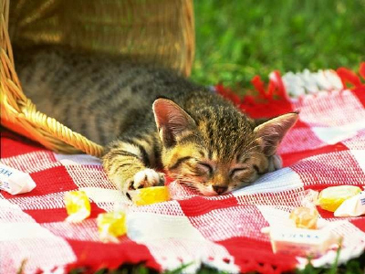 Kittens! - Tuckered out picnic kitty! I think this kitty was enjoying having a picnic all on her own. But ended up being so exhausted that she fell over throwing her food in different directions! I guess she'll clean up later & finish her lunch. What a cute adorable kitty in a picnic setting! . .