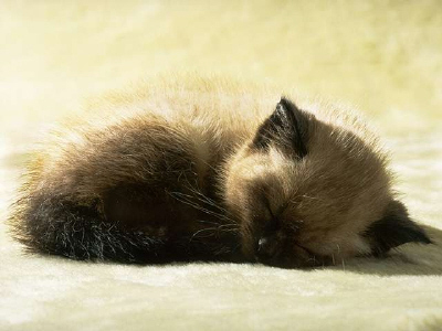 Kittens! - Sleeping kitty! She just planted herself on the carpet as she was to exhausted to make her way to her kitty bed! This fluffy kitty looks all to adorable if you ask me! . .