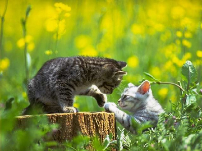 Kittens! - Kittys looking all to cute on a stump of wood! It seems like these two adorable kittys are trying to hold hands.. Oh I mean paws! What a bunch of cuties.. Or more like lovey dovey kitty couple! . . Cute indeed! . .