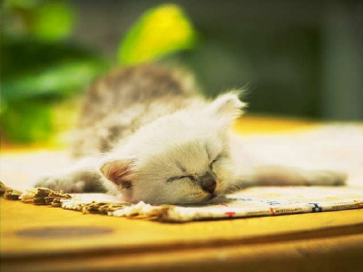 Kittens! - Tuckered out kitty! Just catching up on some rest she has been missing out on as of recently. I love this kitty's cute little blanket. She looks so peaceful all laying there trying to get some well needed rest! Adorable indeed if you ask me! . .