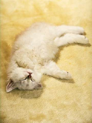 Kittens! - Adorable white kitty all sprawled out on her back on the carpet. All this cute kitty is wanting is to catch up on some rest. I love how her paw is so close to her chin. It's almost like she is trying to hold her chin up as she gets some rest she's been wanting to get all day long. Cutie pie kitty cat if you ask me! . .