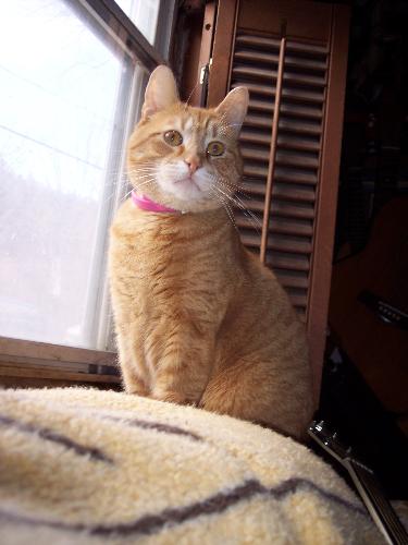 dozer - Dozer is king of the house