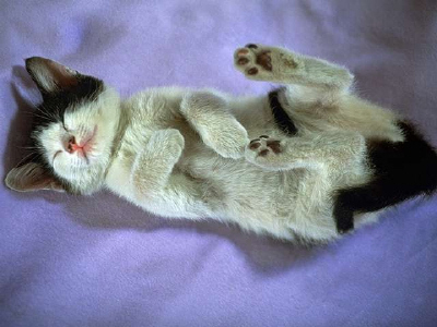 Kittens! - Kitty just to exhausted she just threw herself on her back quickly just so she could get some rest. I love how all of her paws are straight up in the air! Look at that precious face of this peaceful kitty just getting some well needed rest! Adorable I must say! . .