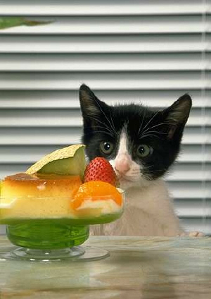 Kittens! - Seems like this kitty is wanting some fruit! Looks like she is deciding upon what type of fruit she wants to niddle or knaw on for a while. I love how she seems in shock of how delicious all of the fruit is! Curious kitty indeed just wanting to satisfy her big appetite! I love curious kitty's! They are to cute for words! . .