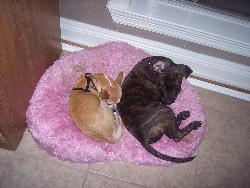 my dogs - my dogs