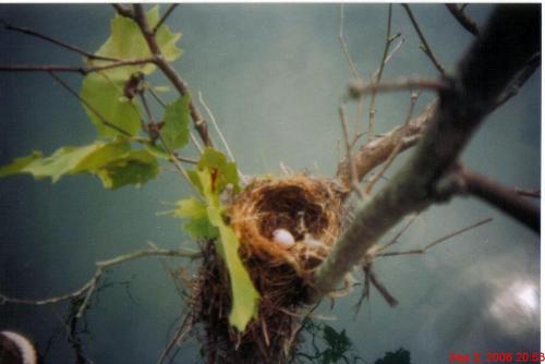 Birds nest - This picture was taken at Norris Lake this past summer. My husband tied to a tree while he was fishing and I found the nest. It looks like I climbed the tree in the middle of the lake to take it. But honestly I never left the boat.