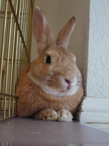 Sunny Bunny Near His Pen - Sunny near his pen, in his younger days