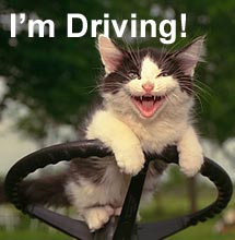 I'm Driving - I'm driving cat gif